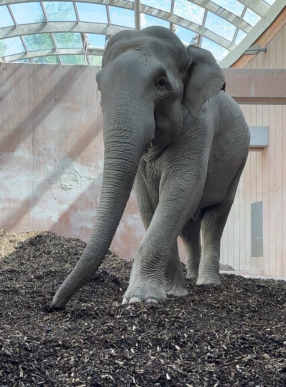 Elefant På Biobed