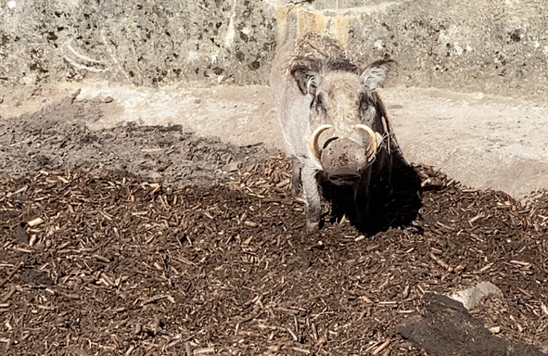 Happy Warthog BIOBED