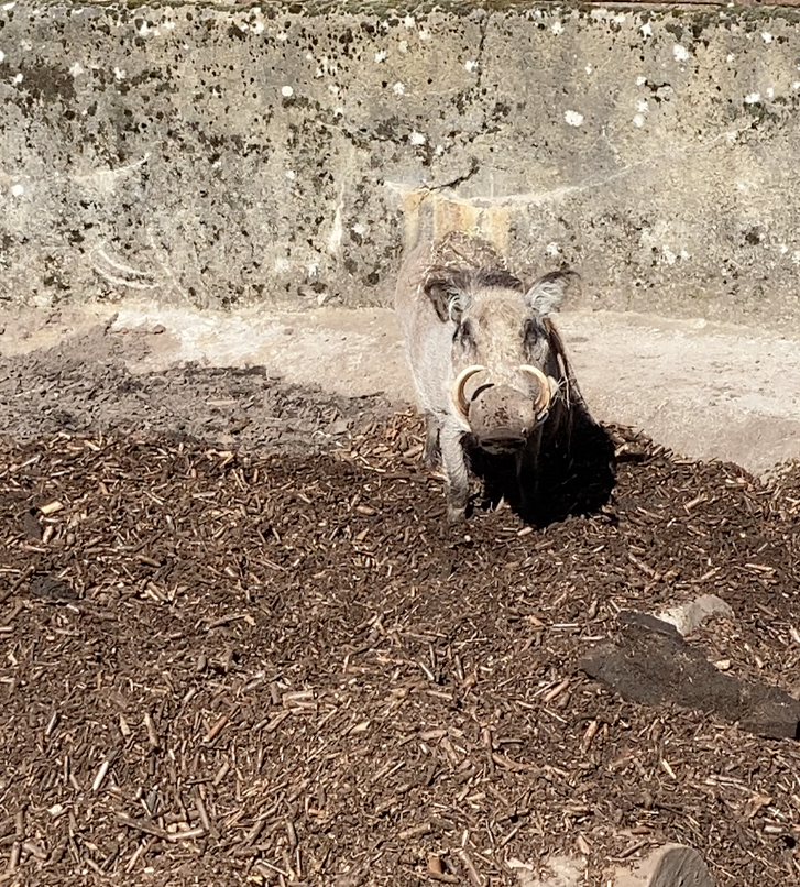Happy Warthog BIOBED
