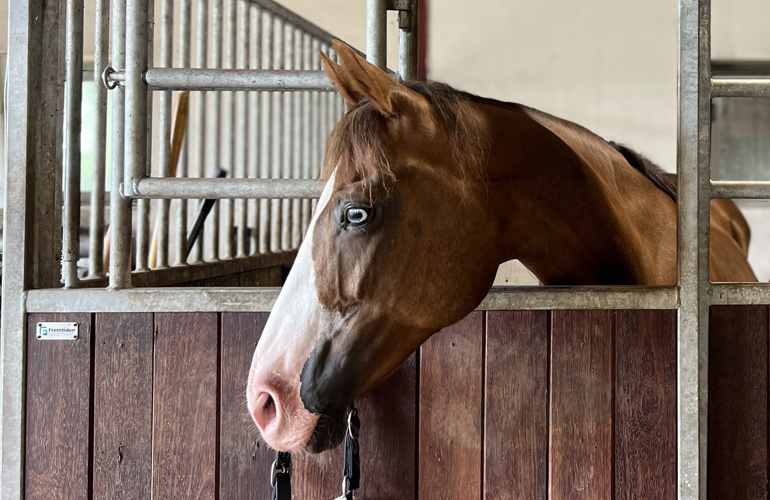 Hest I Boks