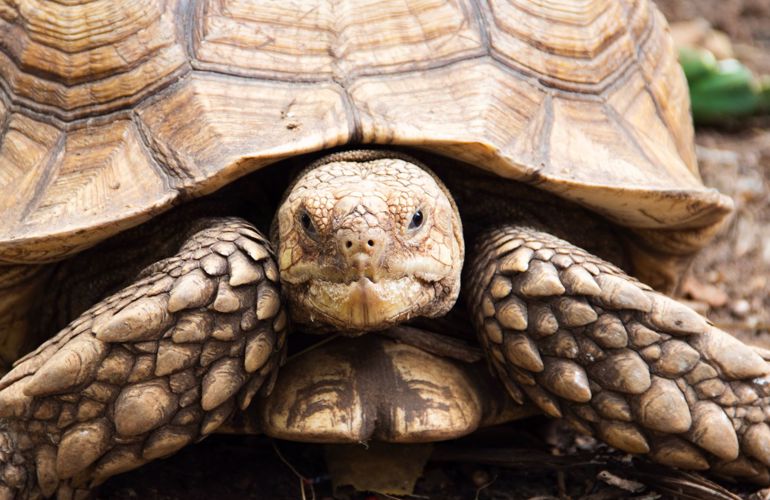 Sulcata Skildpadde BIOBED