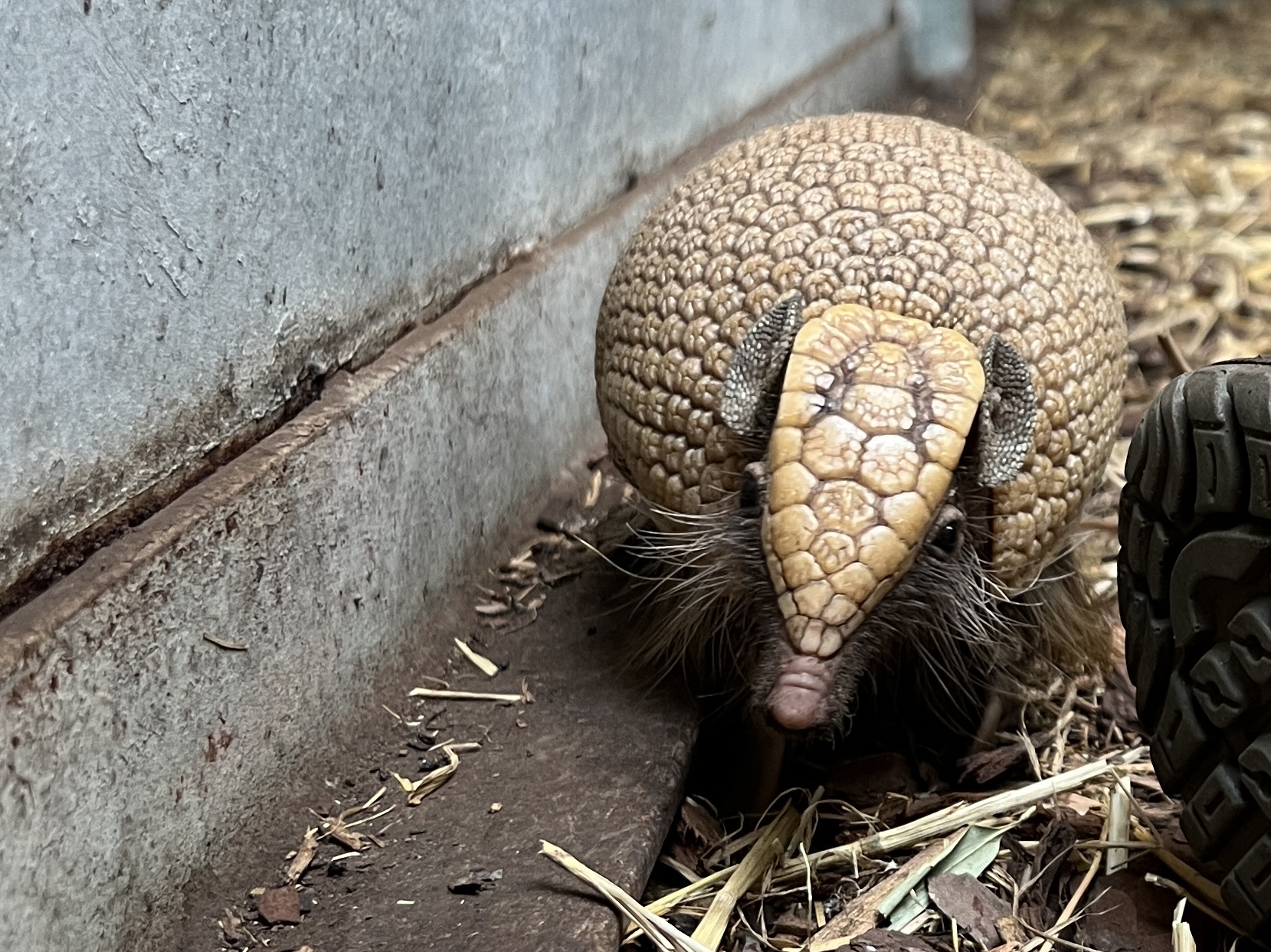 Armadillo