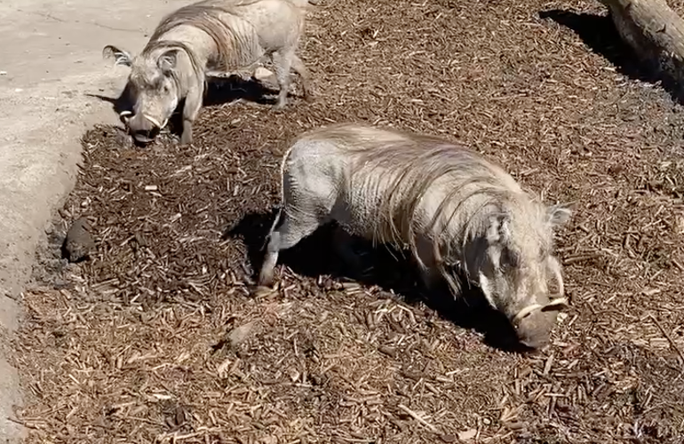 Vortesvin BIOBED Warthogs ZOO