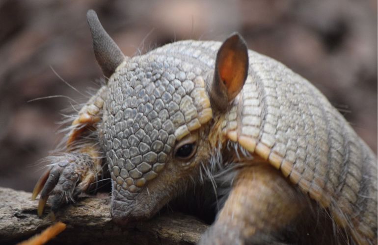 Armadillo Bæltedyr BIOBED