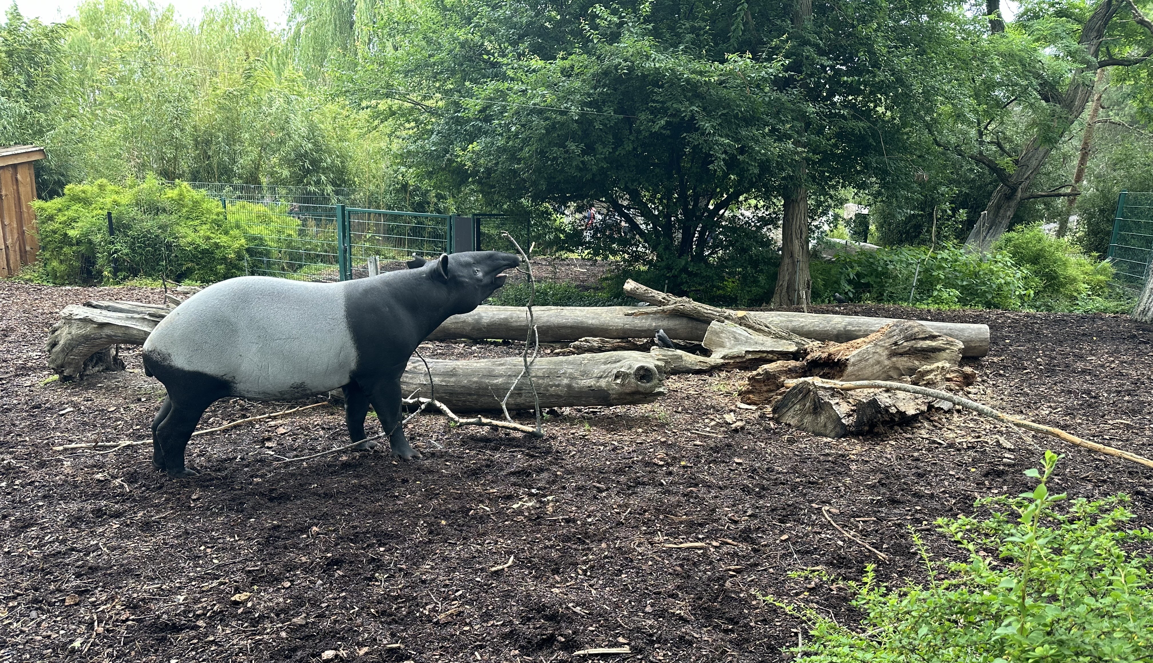 Tapir Biobed Ny Vraa Beskåret