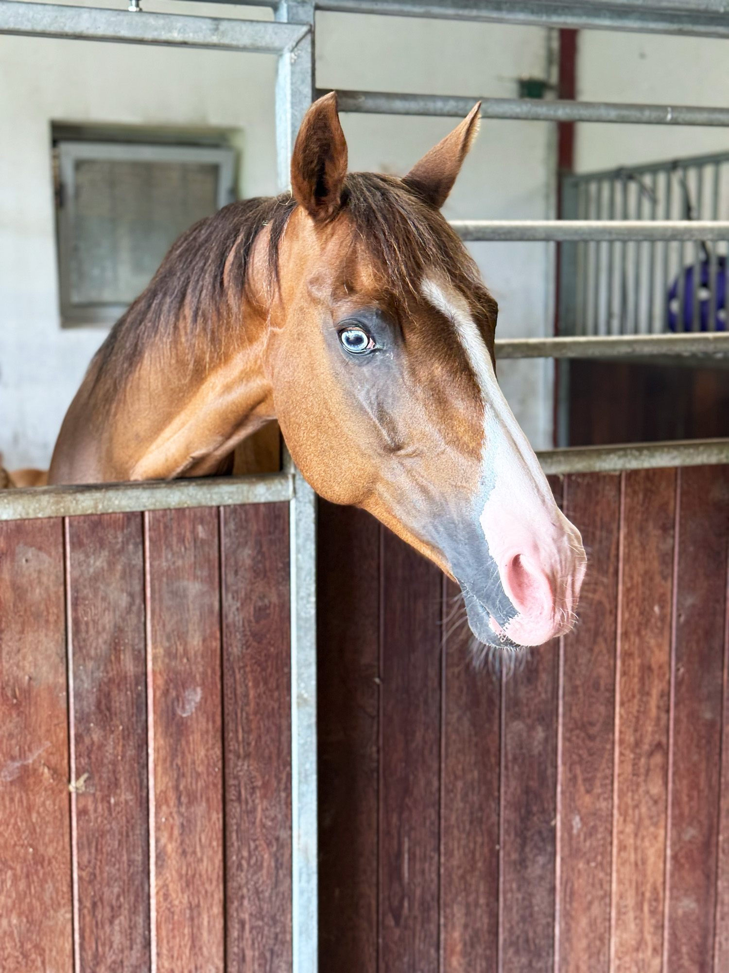 Hest Stald BIOBED