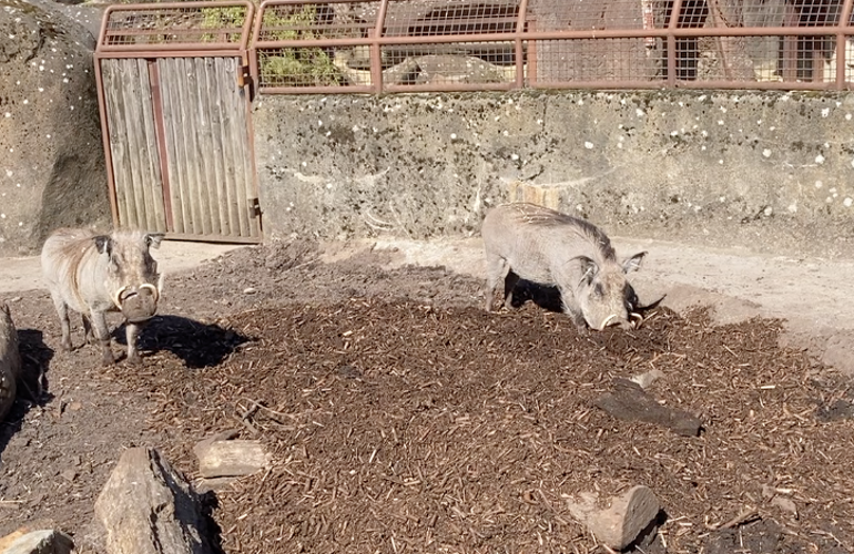 Warthogs 2 On BIOBED NY VRAA