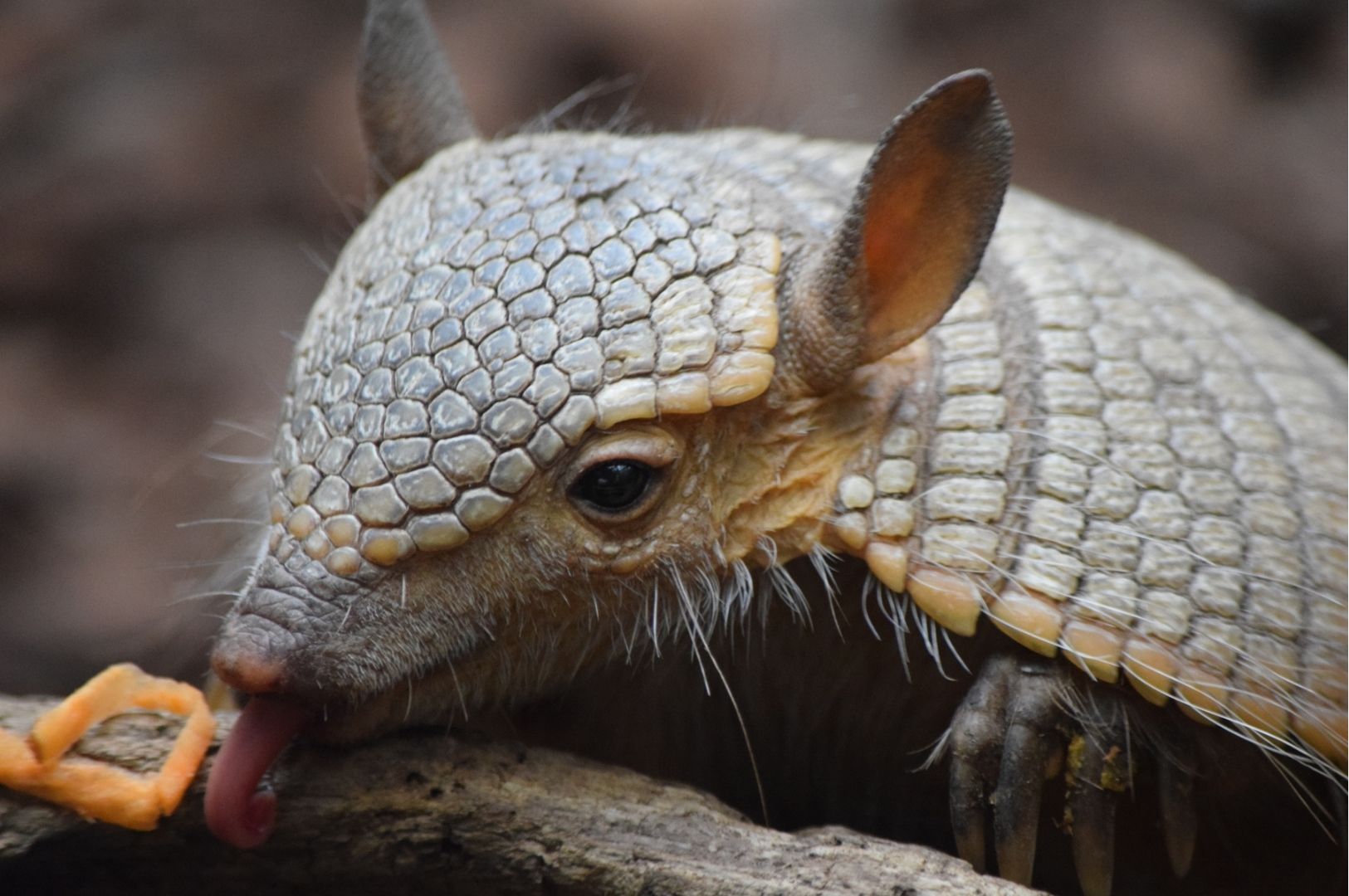 Armadillo BIOBED