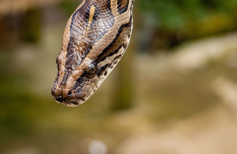 Python Slange På BIOBED