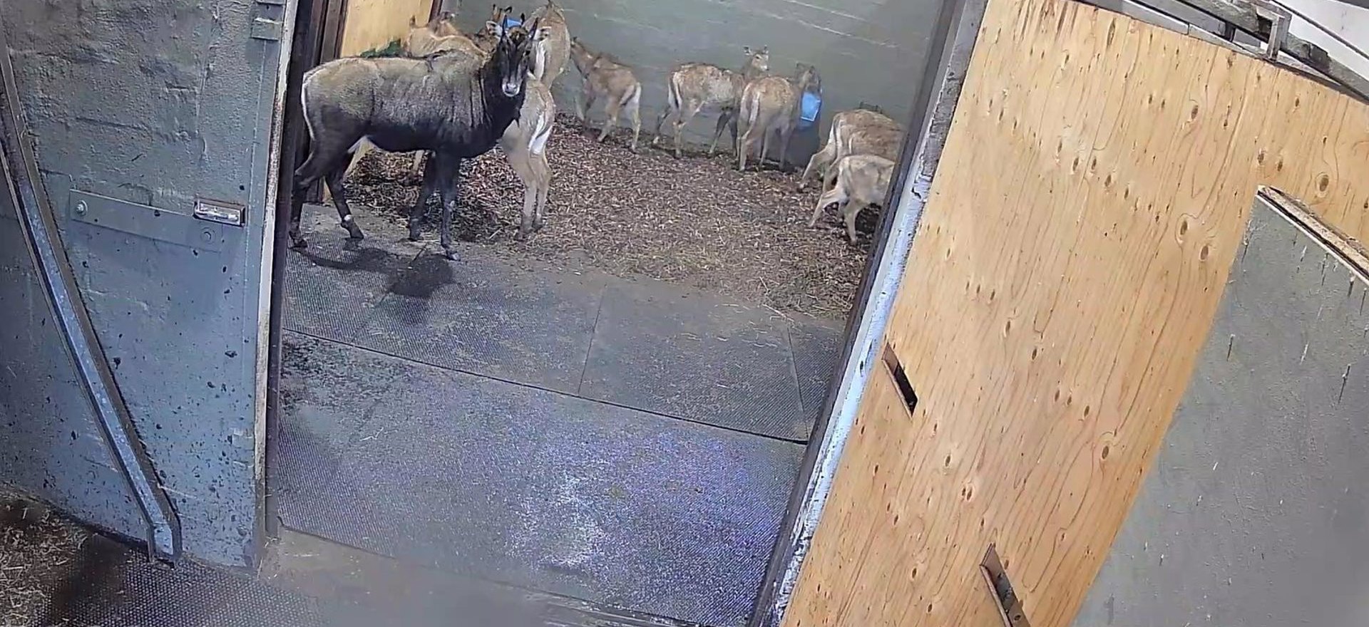 Nilgai Stable Distribution