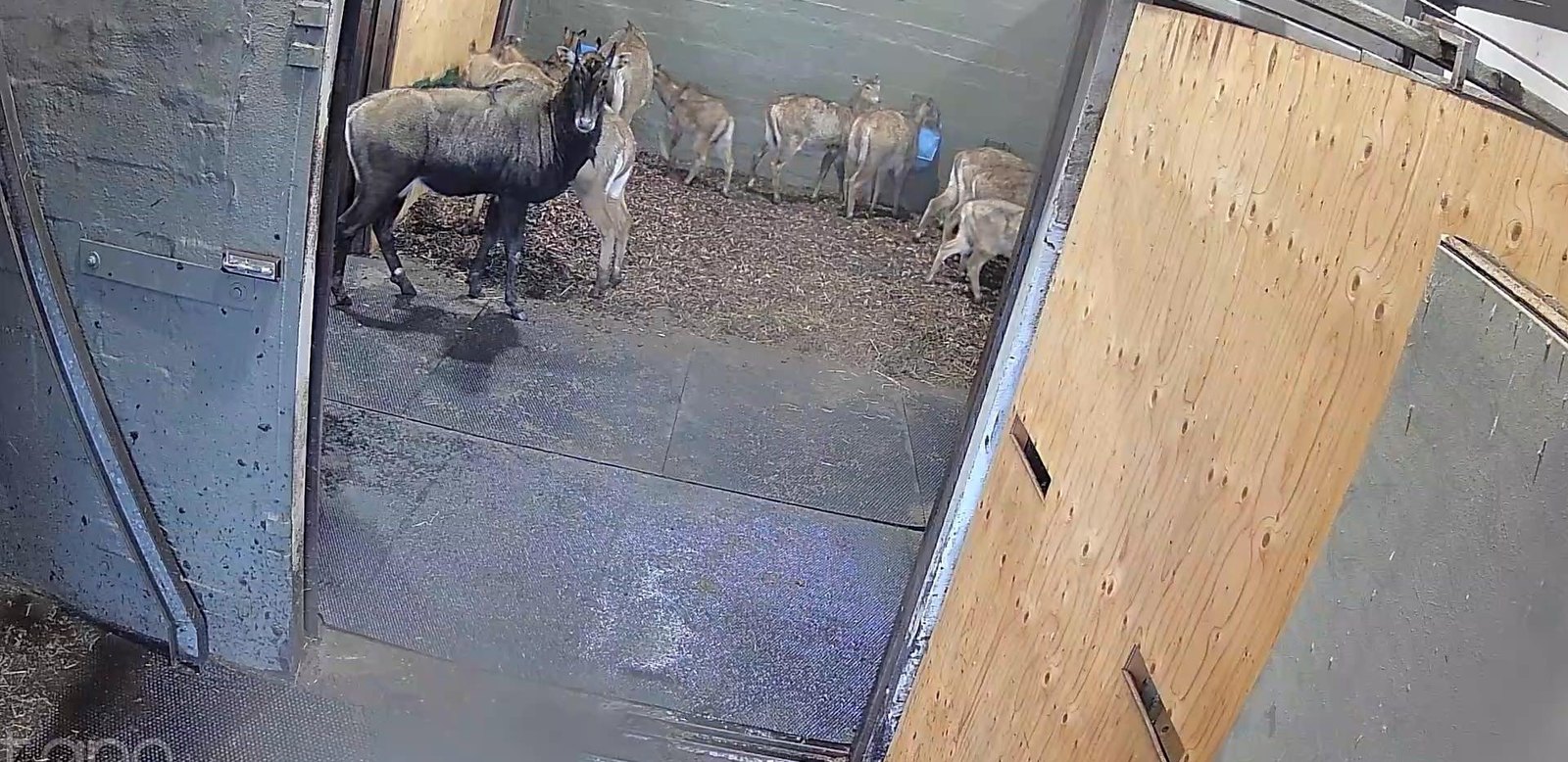 Nilgai Stable Distribution