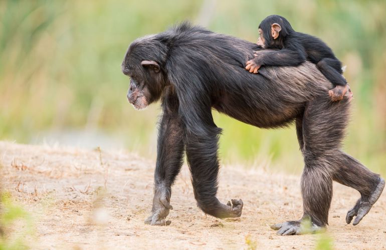 Biobed Primates Chimpancee