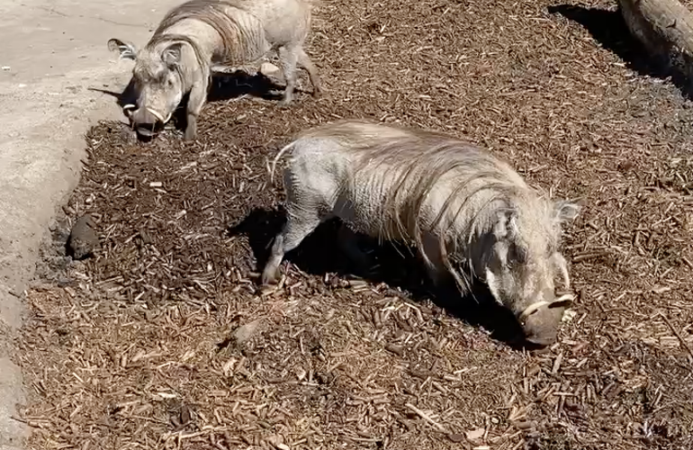 Warthog 2 On BIOBED Outdoor