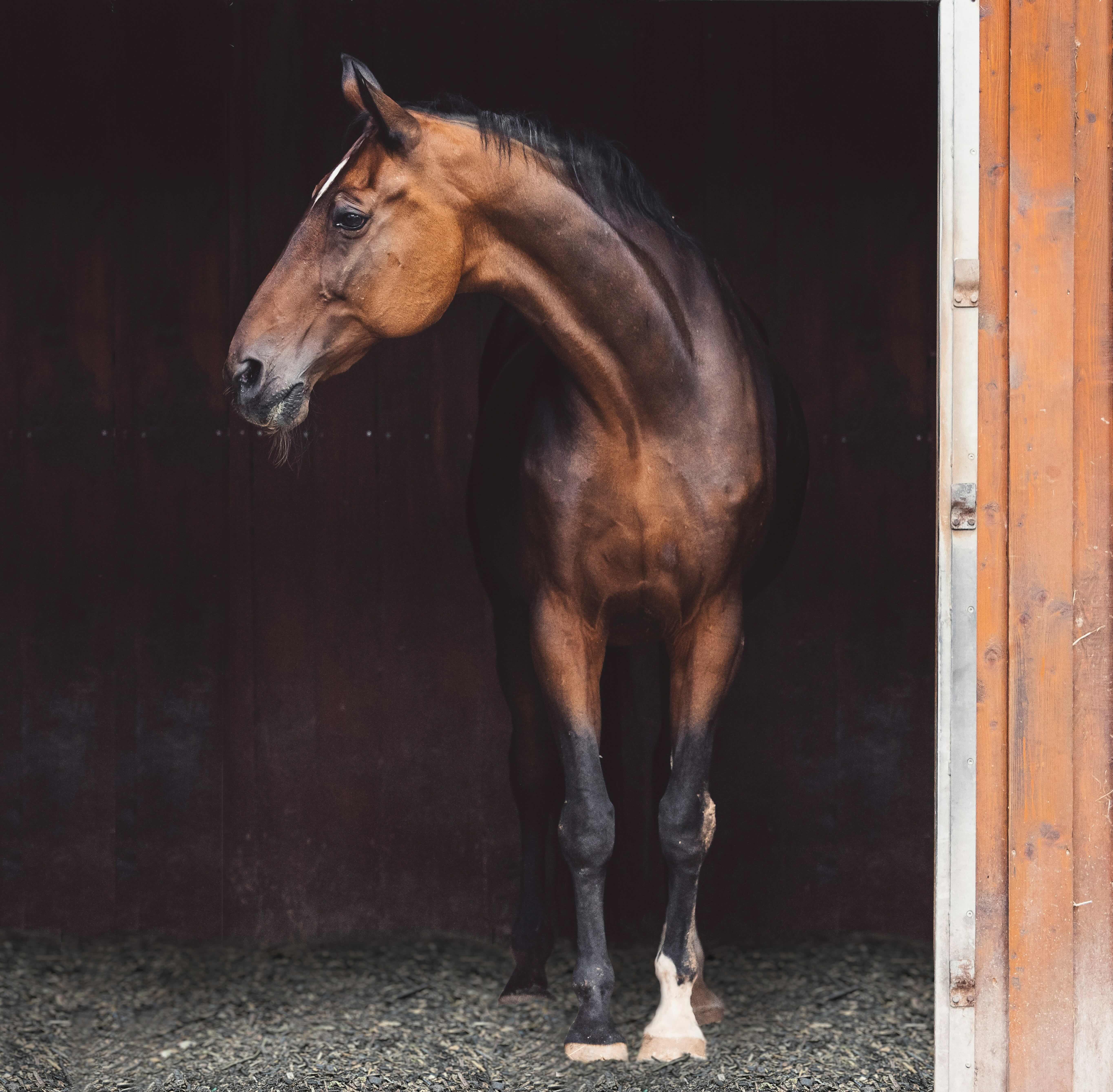 Hest På Biobed Kopi Lav