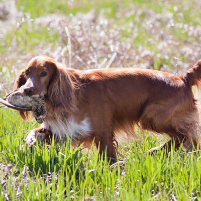 Spaniel