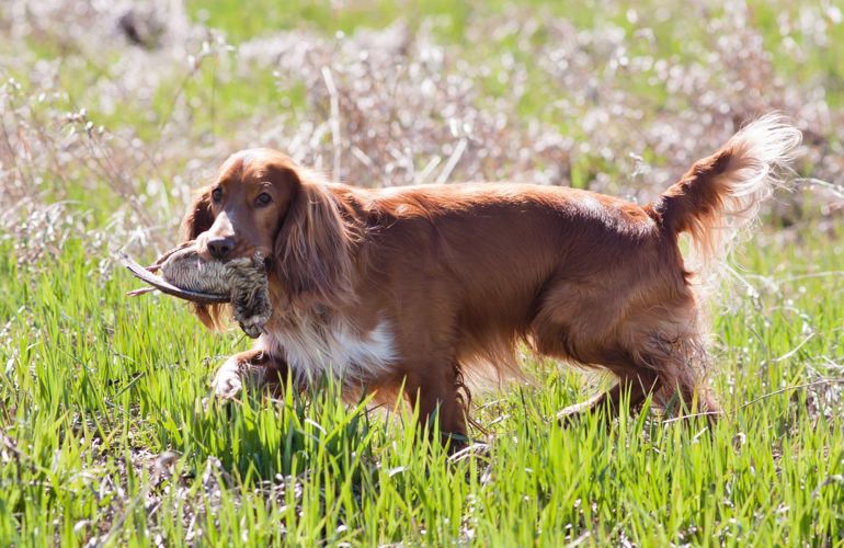 Spaniel
