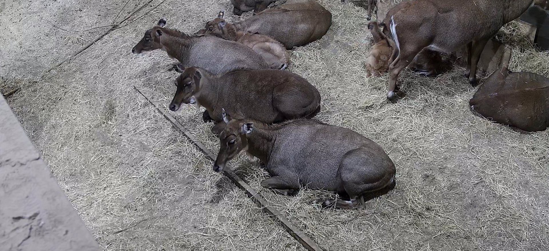 Nilgai Resting On Biobed