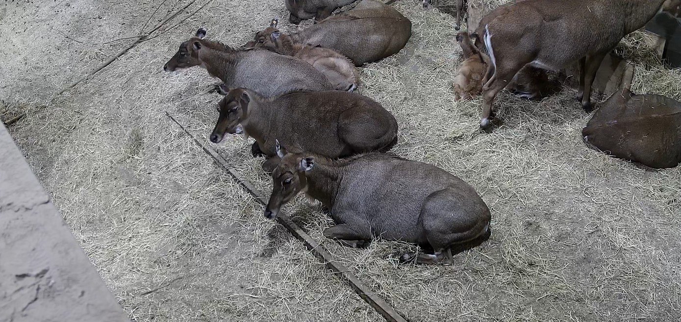 Nilgai Resting On Biobed