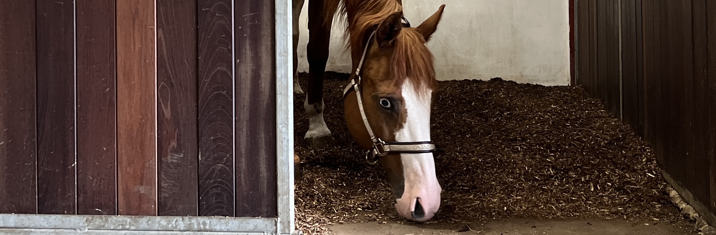 Hest Med Mule I Biobed 1
