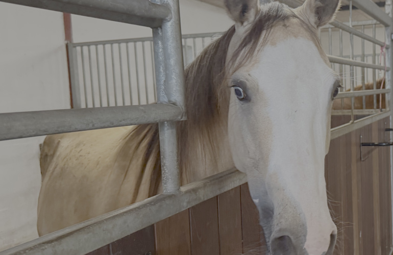 Gul Hest