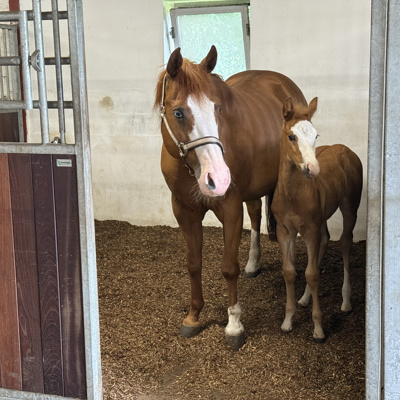 Hest + Føl 3