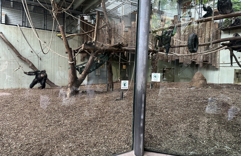 Primates On BIOBED NY VRAA ZOO (1)