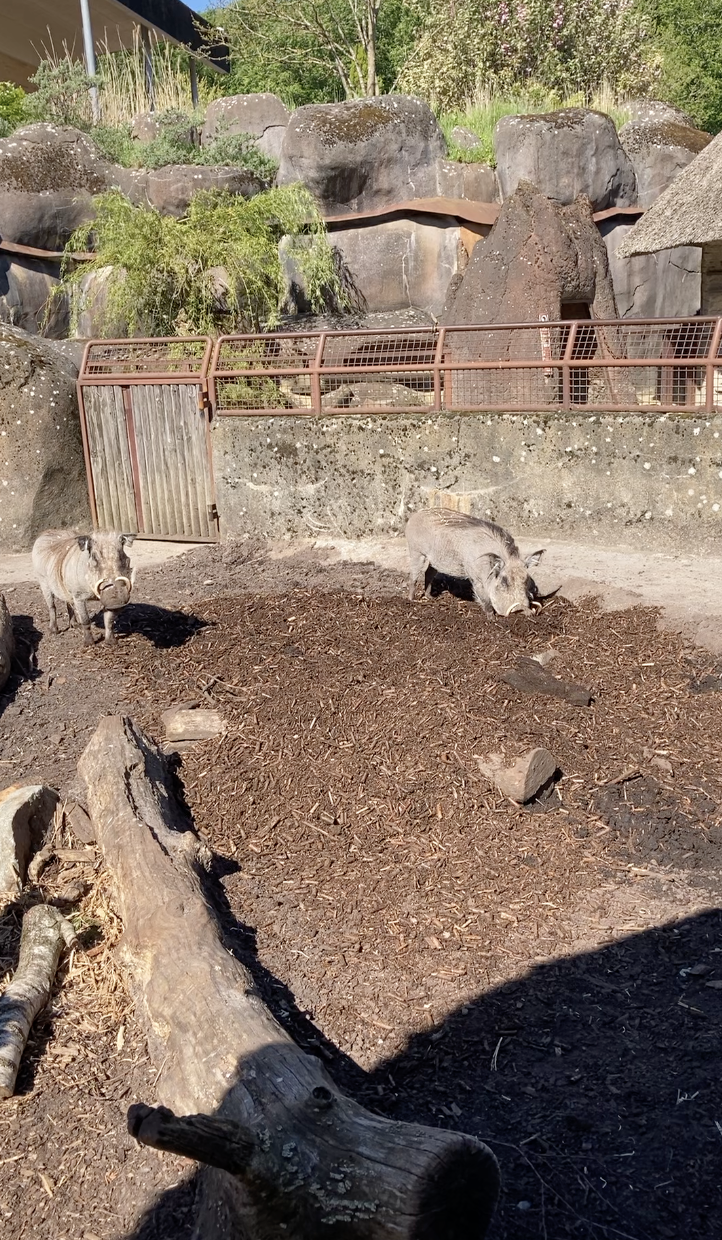 WARTHOGS On BIOBED NY VRAA