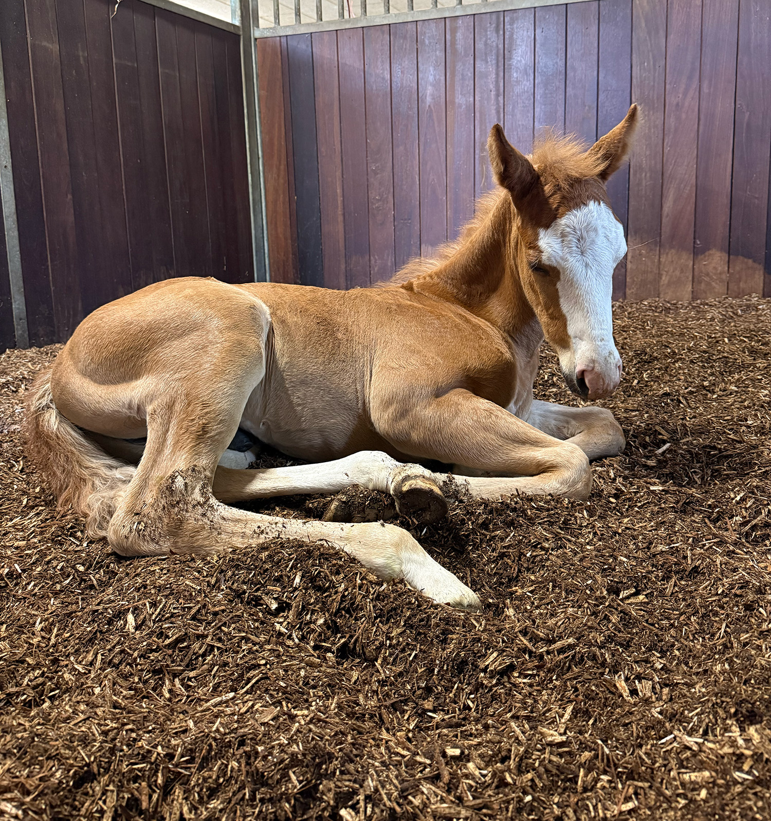 Føl På BIOBED Nordic Willow Horse2