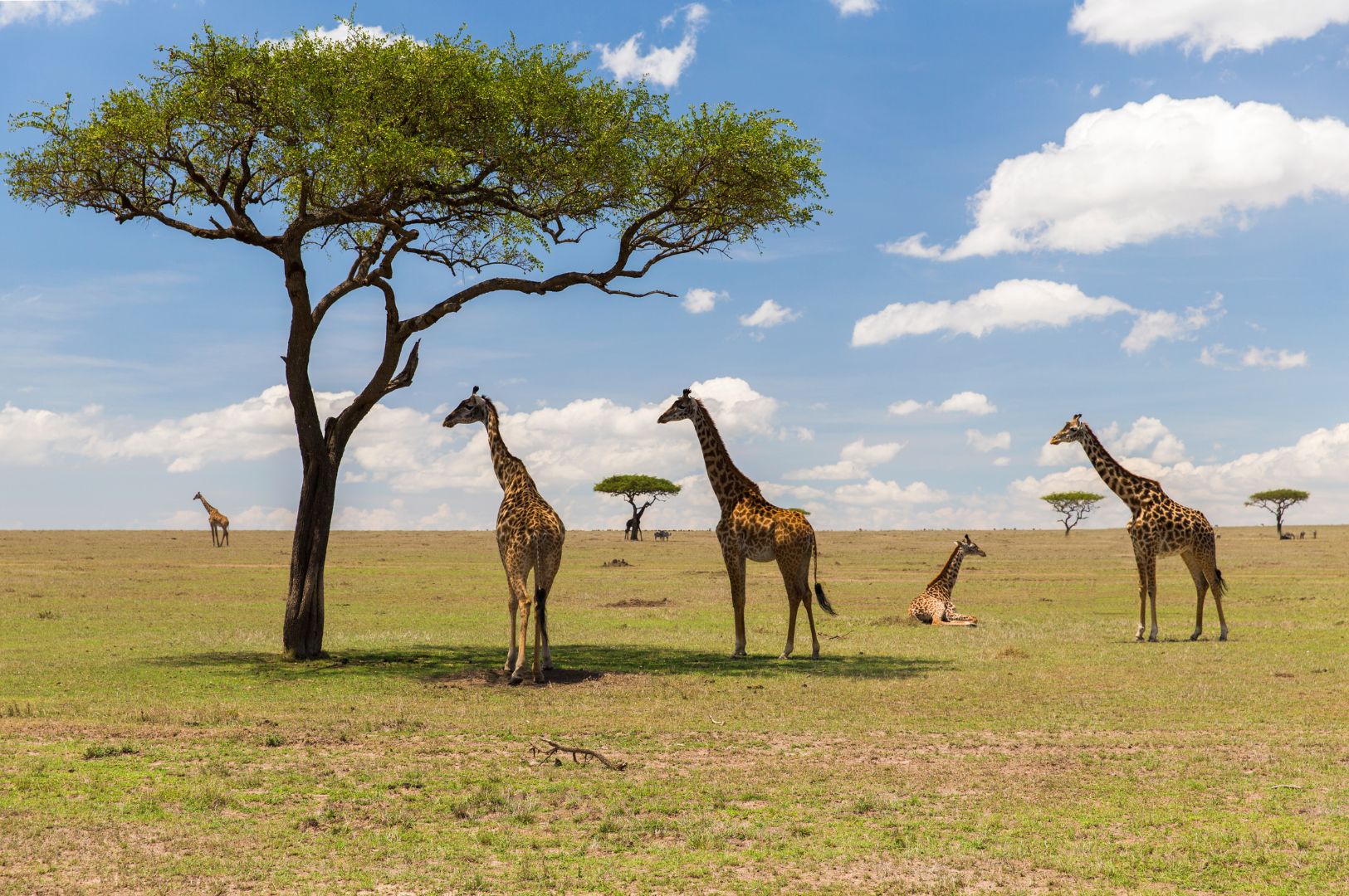 BIOBED SAVANNAH Climate Environment