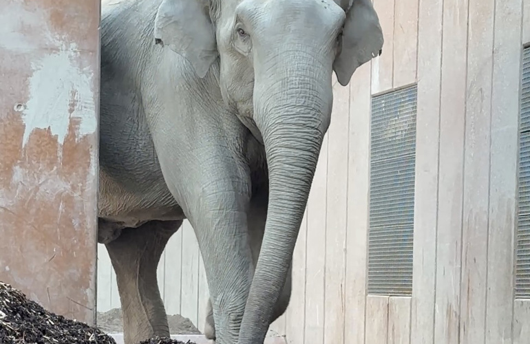 Elefant På Biobed 2