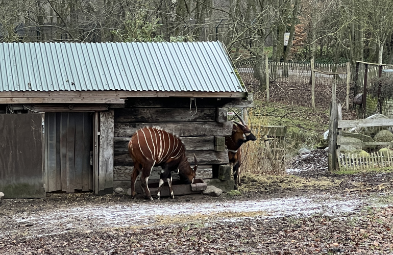 Bongo Ree Park BIOBED Stable 2