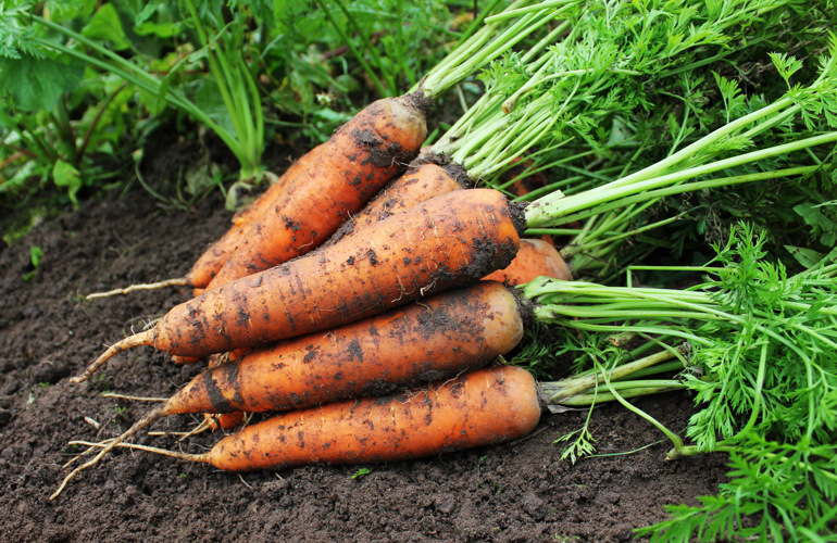 Harvesting Carrots 1191816