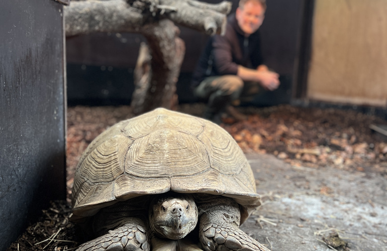 Sporeskildpadde Sulcata Ree Park BIOBED