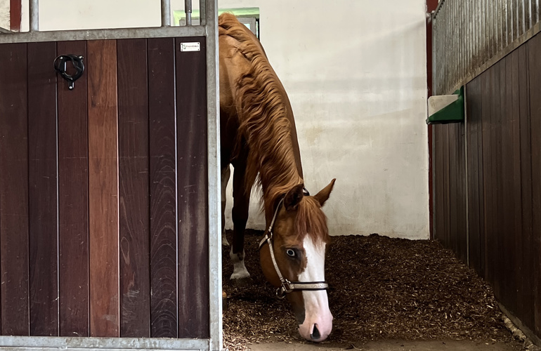 Hest I Biobed 1