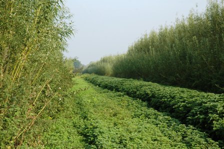 Plantning Pasning 3