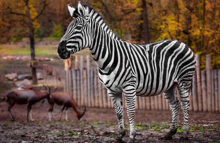 Zebra Savannah Savanne BIOBED