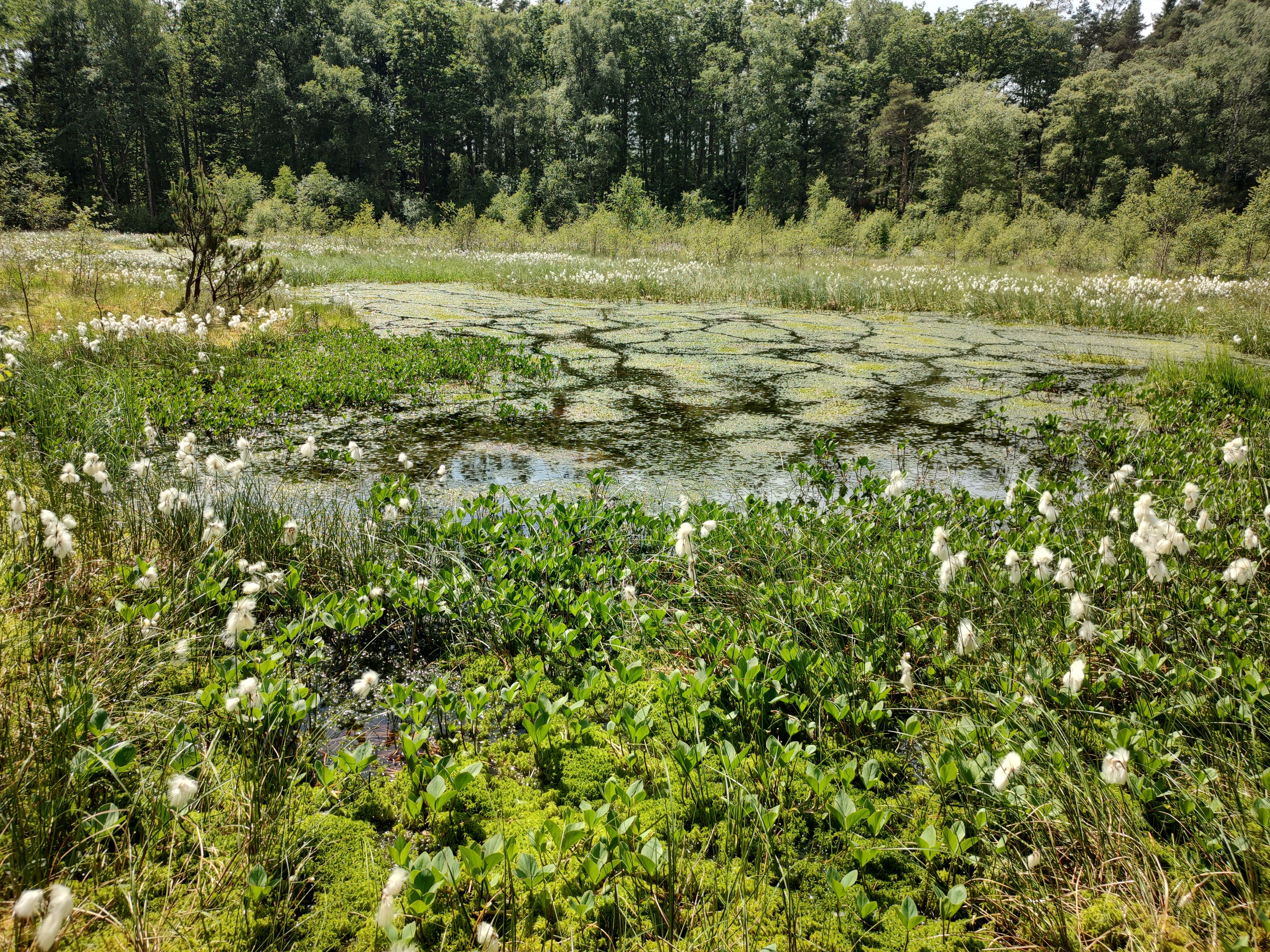 Mose Nordjylland Natur