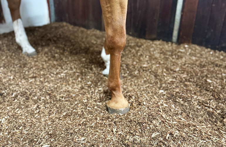 Strøelse I Boks BIOBED Nordic Willow Horse