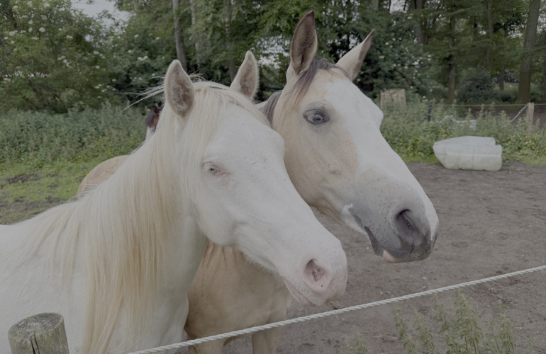 2 Heste