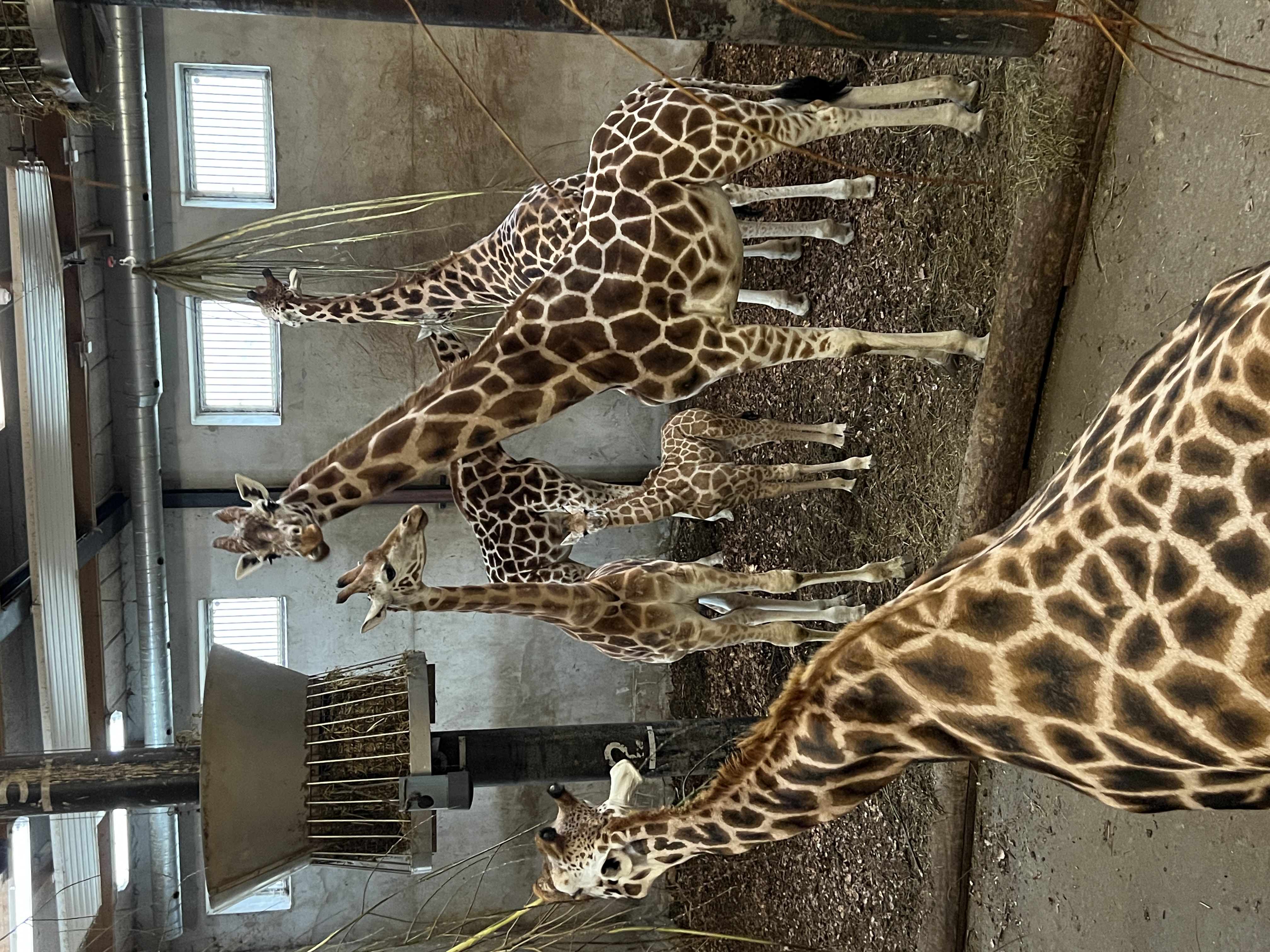 Girafstald Ree Park BIOBED Giraffe Stables