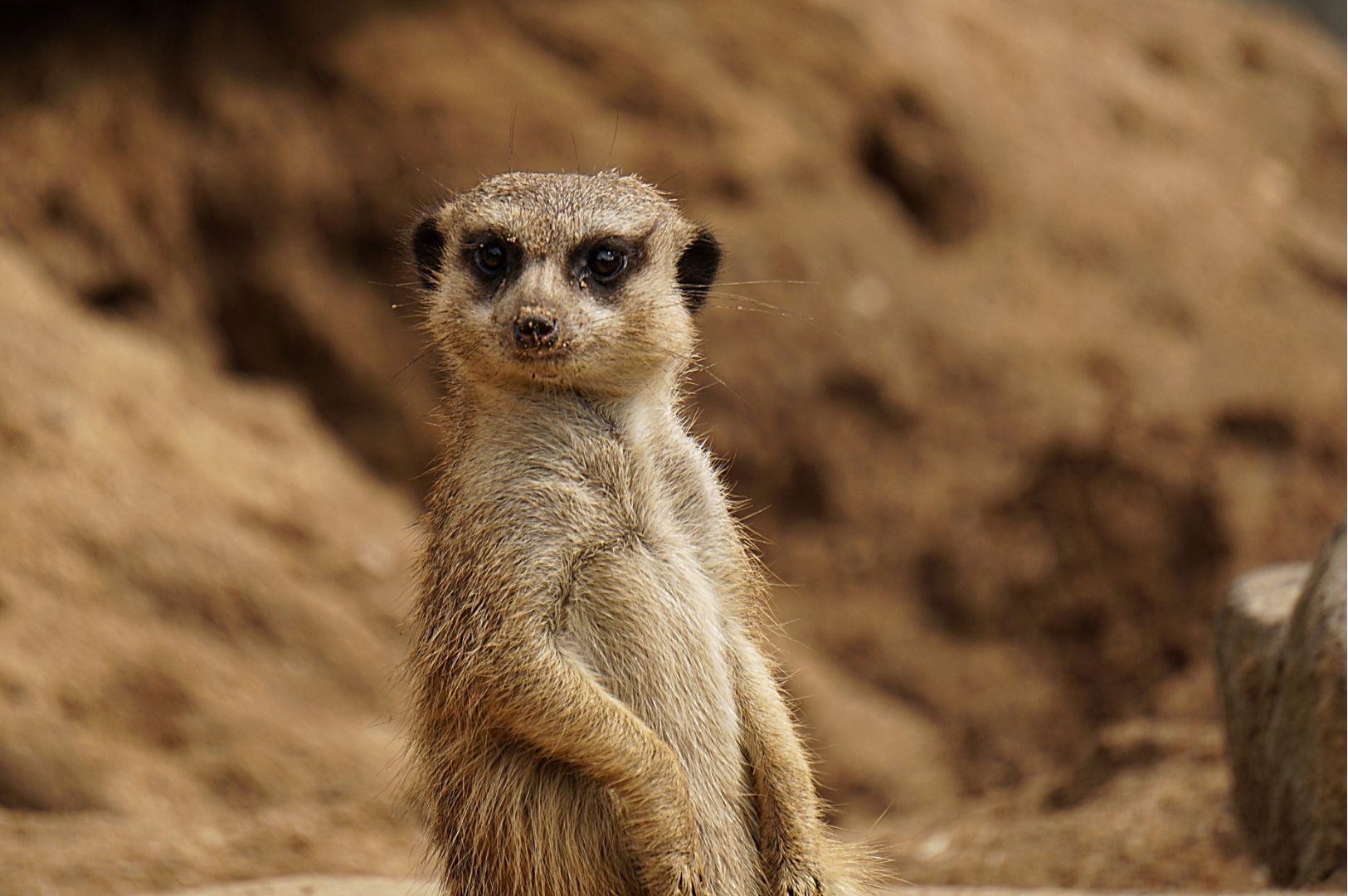 Surikat MEERCAT Biobed